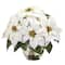 14" White Poinsettia Arrangement in Designer Silver Bowl
